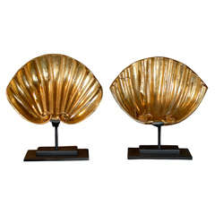 Pair of Gilded Shells