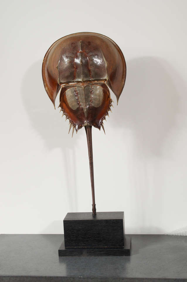 This amazing table lamp is a one of a kind piece made from a vintage horseshoe crab shell that has been museum mounted as a table lamp. The wooden base has been painted black and was hand crafted for this piece. This has been newly wired into a lamp
