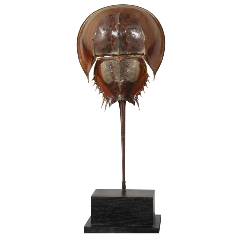 Amazing Horseshoe Crab Table Lamp