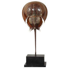 Amazing Horseshoe Crab Table Lamp