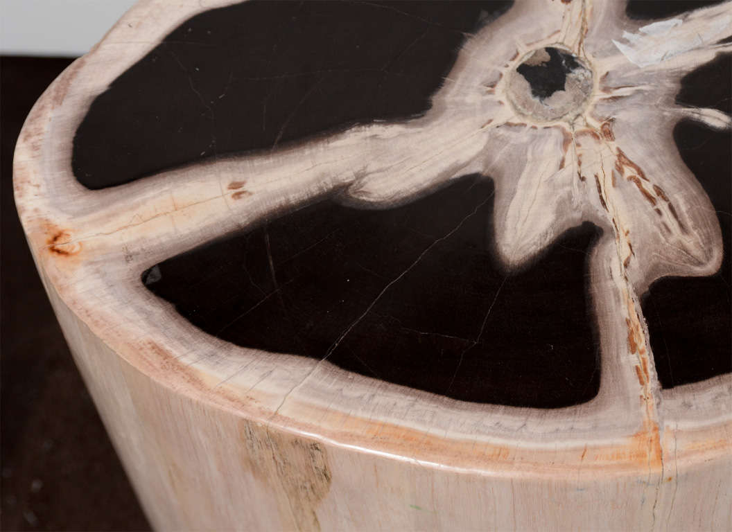 Exquisite Natural Petrified Teak Wood Side Table or Stool 2