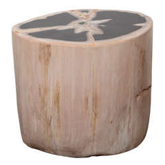 Exquisite Natural Petrified Teak Wood Side Table or Stool