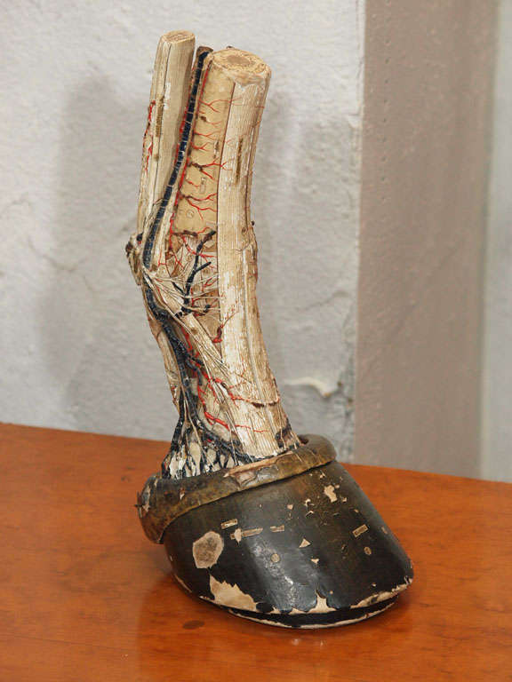 "Anatomie Clastique" model of a horse's hoof, by Dr. Auzoux.