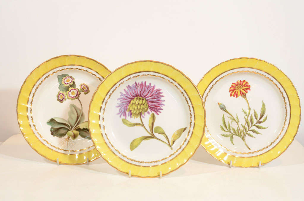 A fine group of Derby yellow ground, fluted dessert dishes painted realistically in the manner of John Brewer with named botanical specimens, showing an Aster, French Marigold, Purple Glycine, Bear's Ear (Auricula), and Campanula, each piece framed
