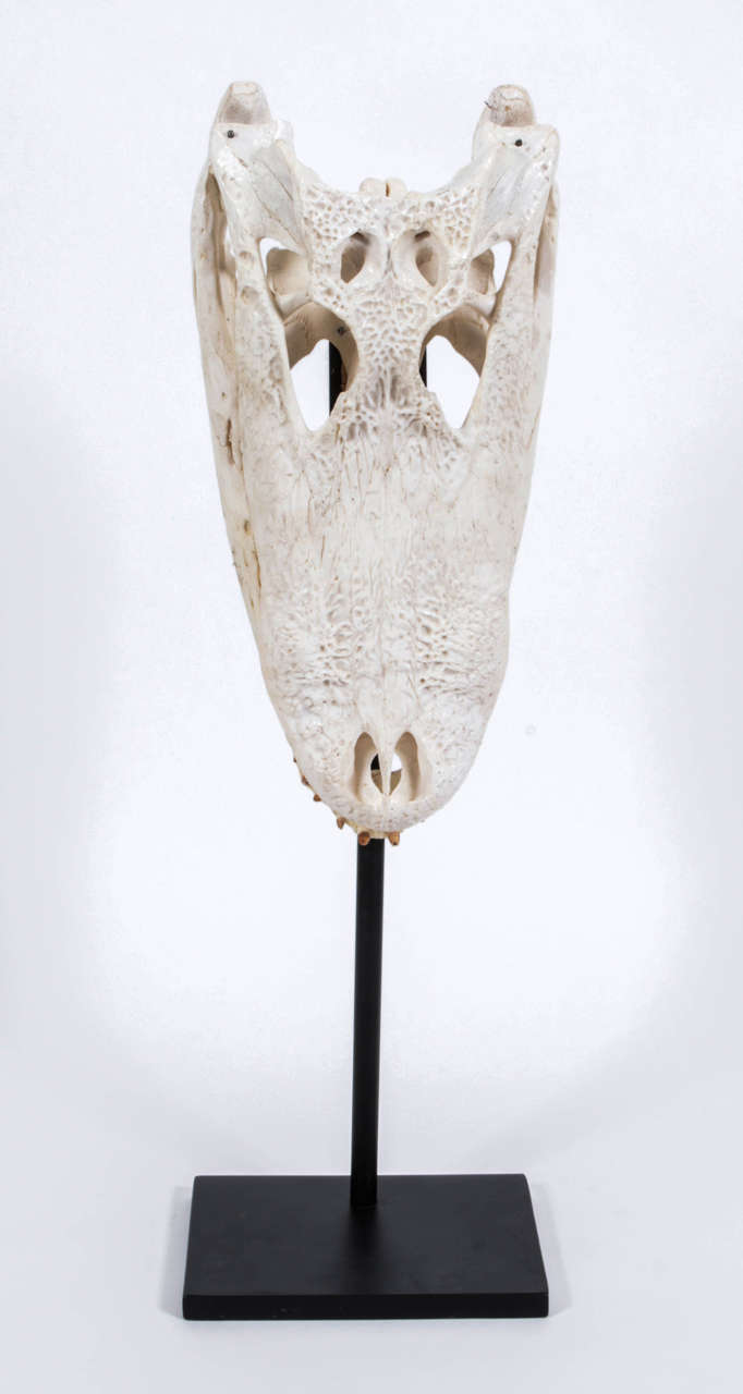 Vintage Crocodile Skull on Stand