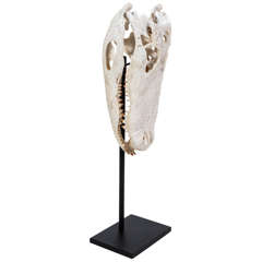 Vintage Crocodile Skull on Stand