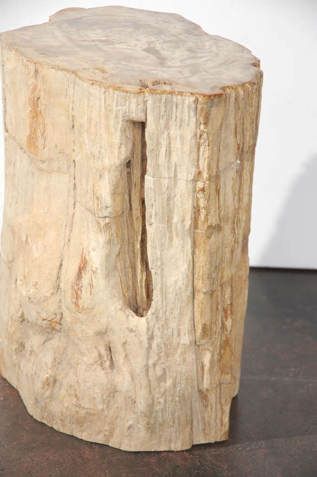 Petrified Wood Table 1