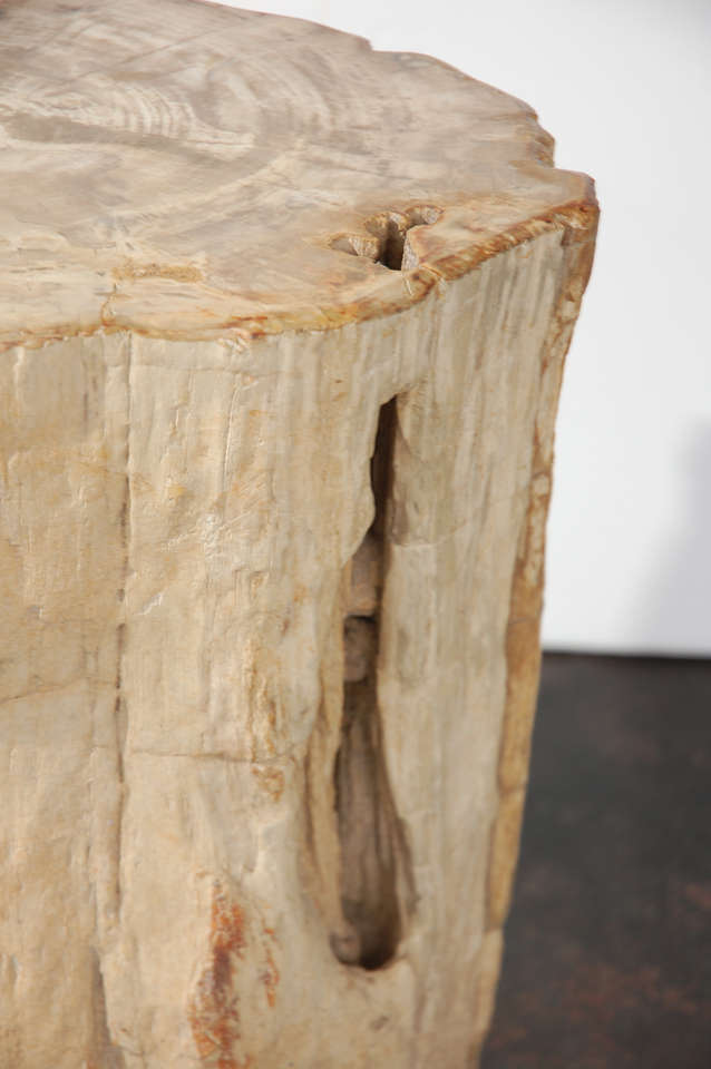 Petrified Wood Table 3