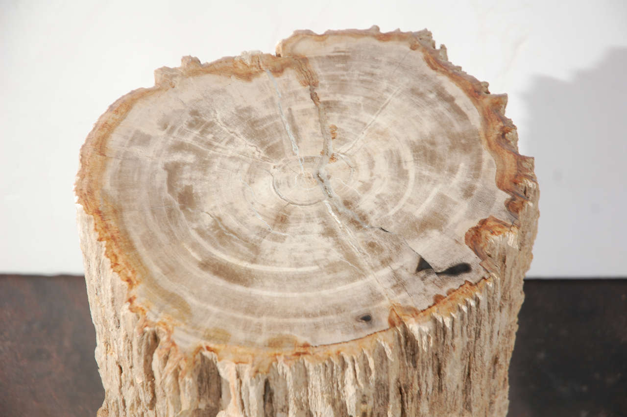 American Petrified Wood Table