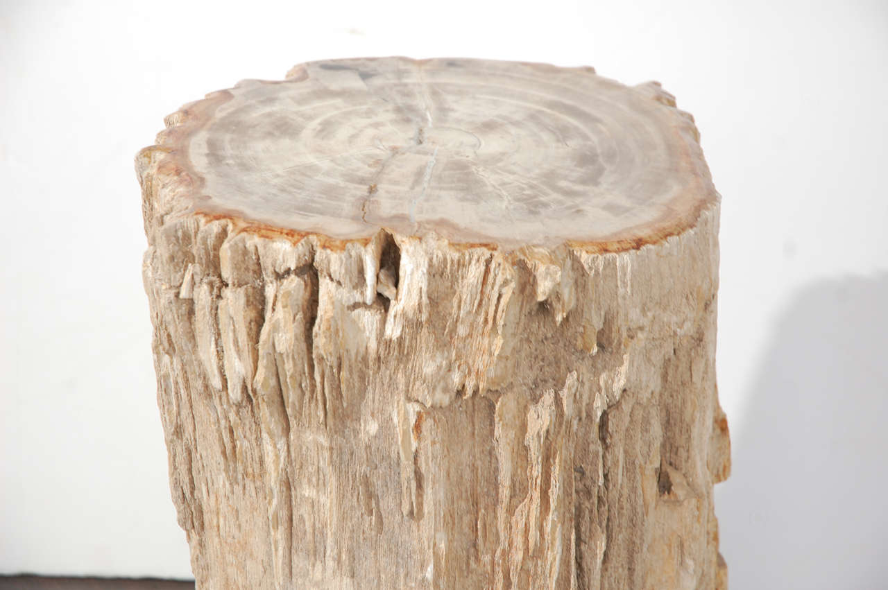 Petrified Wood Table 3