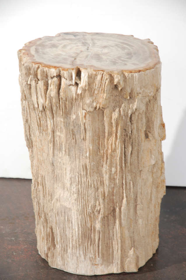 Petrified Wood Table 4
