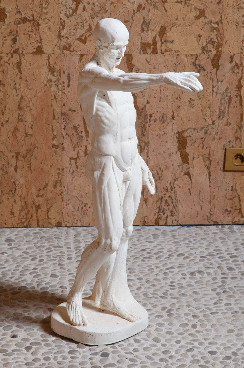 Plaster model of l'écorché, after Versailles born Houdon.