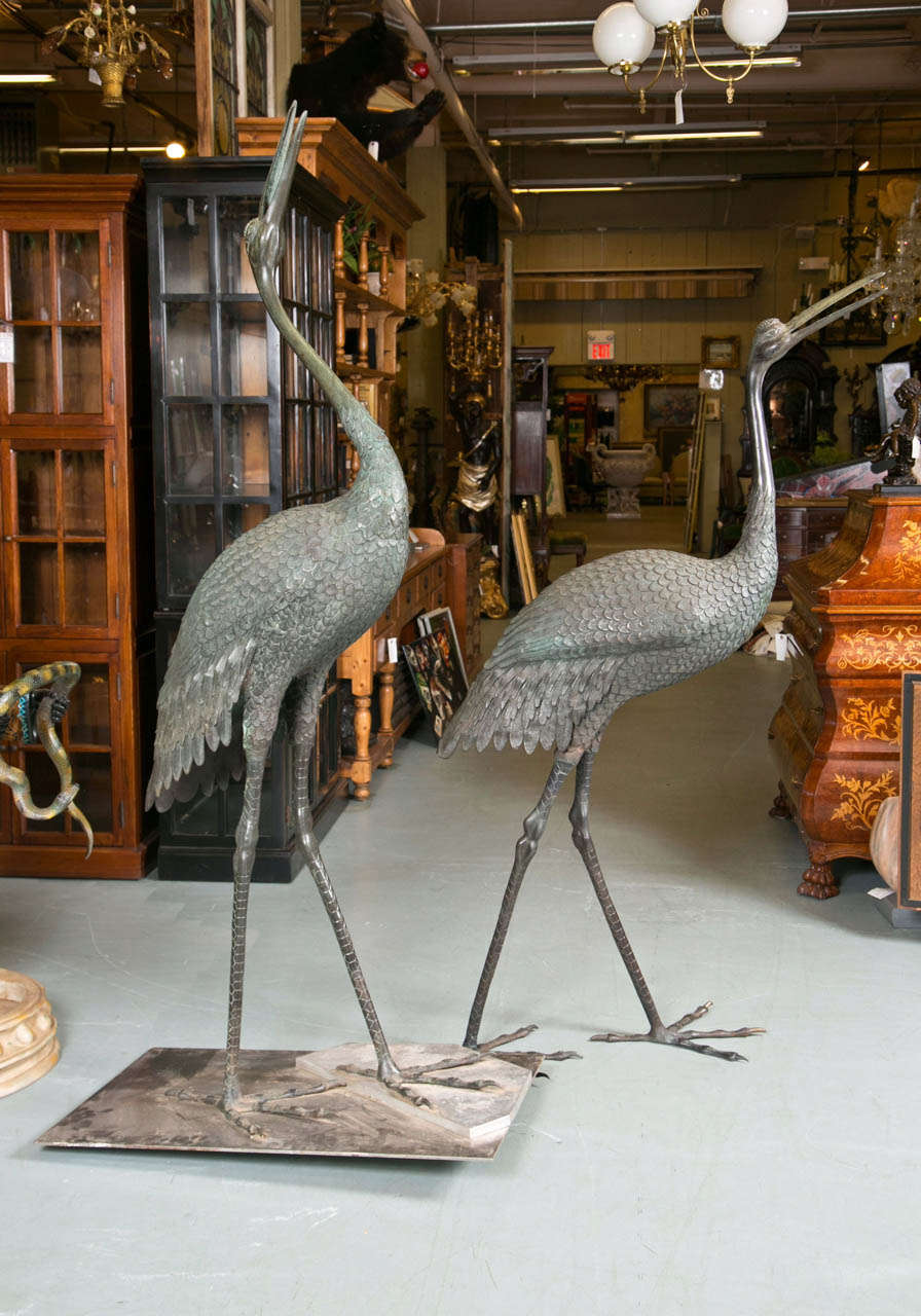 Vintage Large Pair of tall bronze tropical egrets/cranes with curved necks and long thin legs.
Sold as a pair.  Life like cranes would be beautiful in your garden decor.  Magnificient statues with feature fine bronze craftsmanship with rich