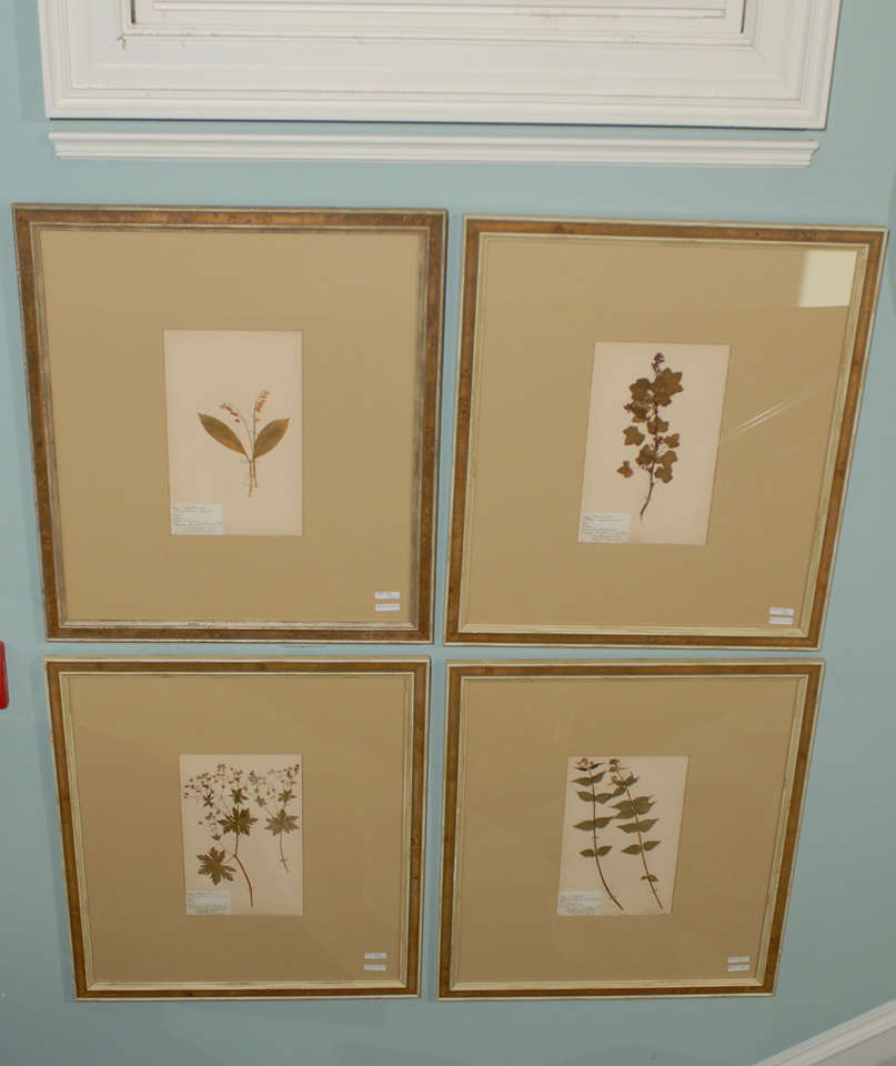 A Swedish Botanical