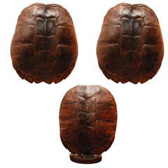 Tortoise Shell Sconces & Lamp