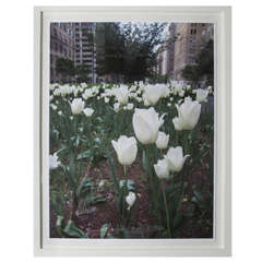 Mariette Himes Gomez Giclee Print - "Park Avenue White Tulips"