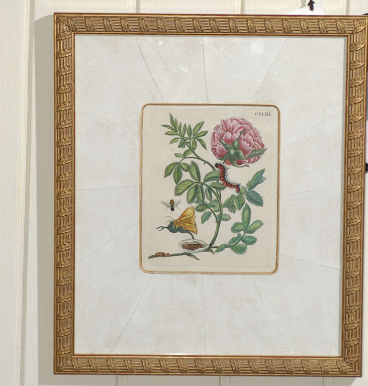 Dutch Copper Engravings