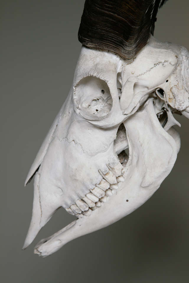 20th Century Barbury Ram Skeleton