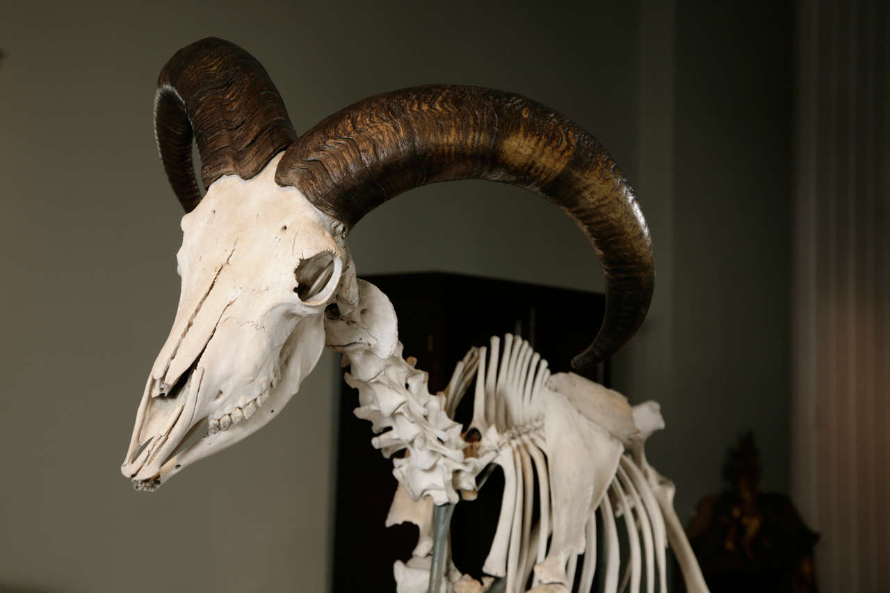 British Barbury Ram Skeleton