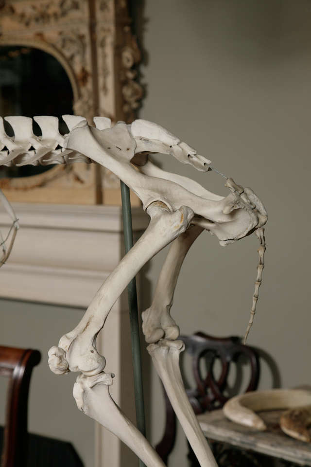 Barbury Ram Skeleton In Excellent Condition In London, GB