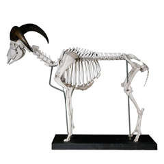 Barbury Ram Skeleton