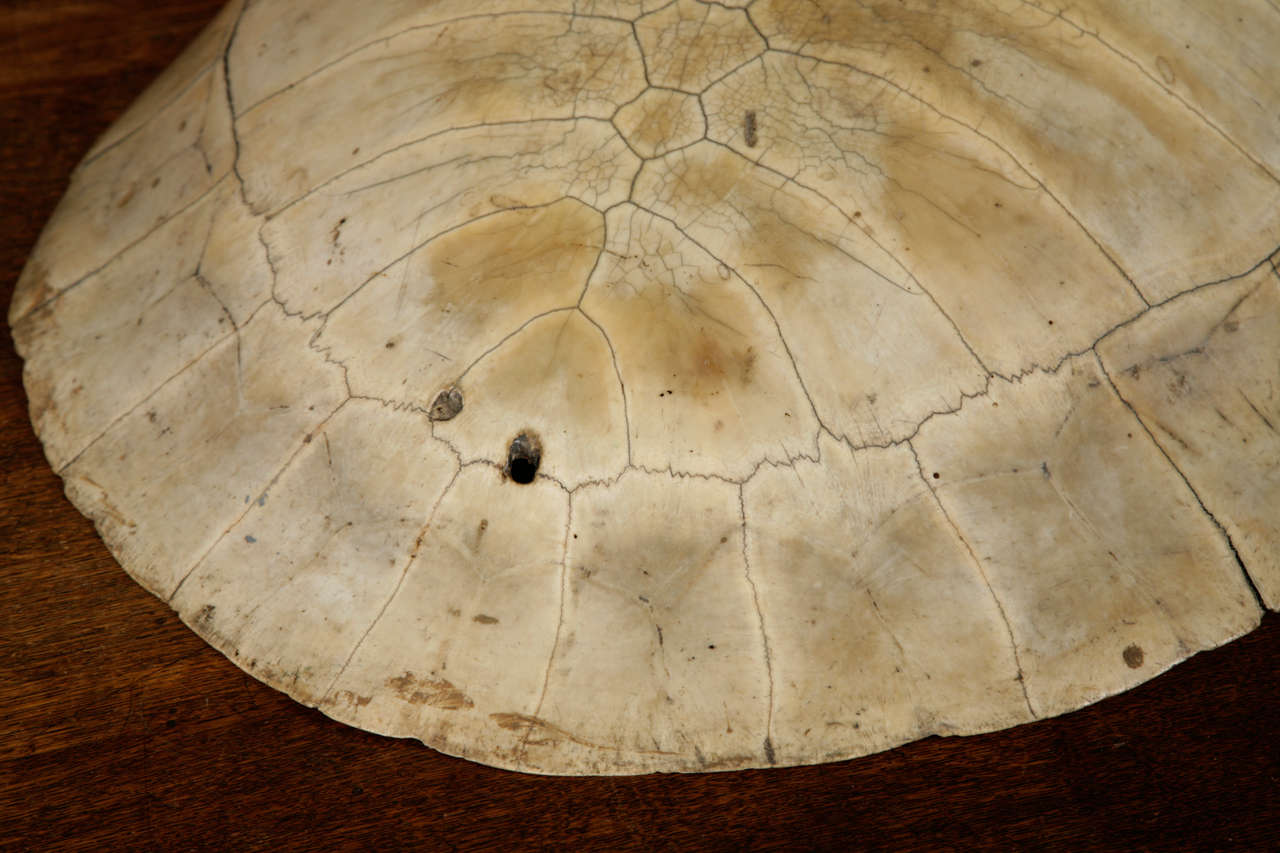 A 19th Century Polished Blonde Turtle Shell 2