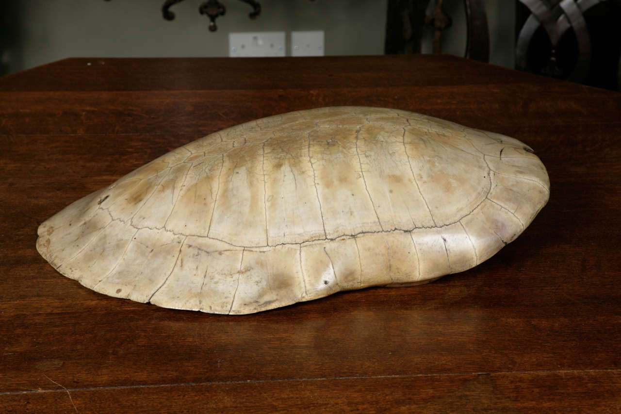 polished turtle shell