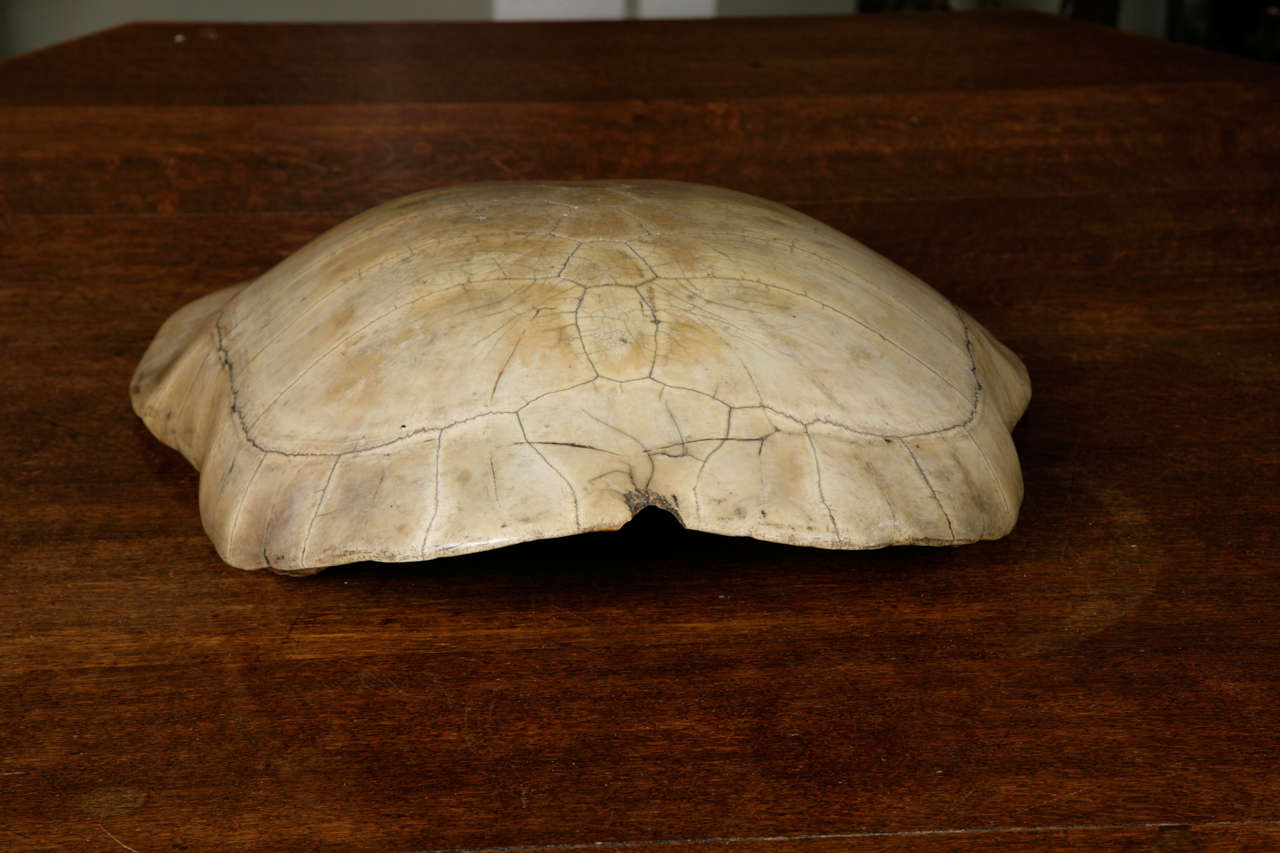 Unknown A 19th Century Polished Blonde Turtle Shell