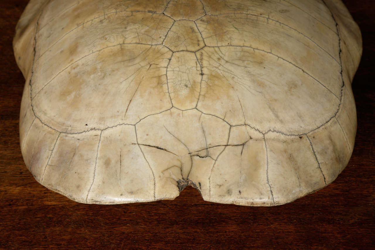 A 19th Century Polished Blonde Turtle Shell In Excellent Condition In London, GB