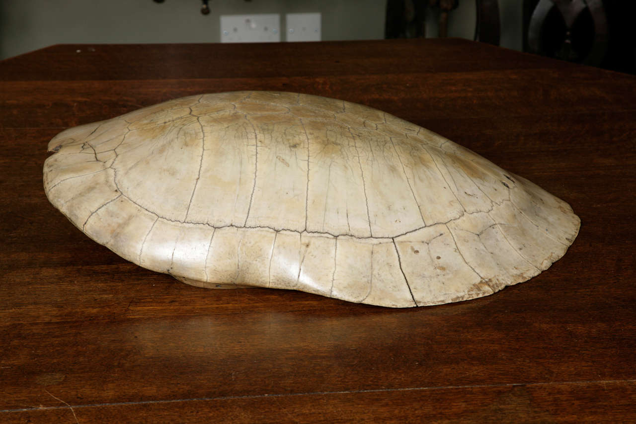 A 19th Century Polished Blonde Turtle Shell 1