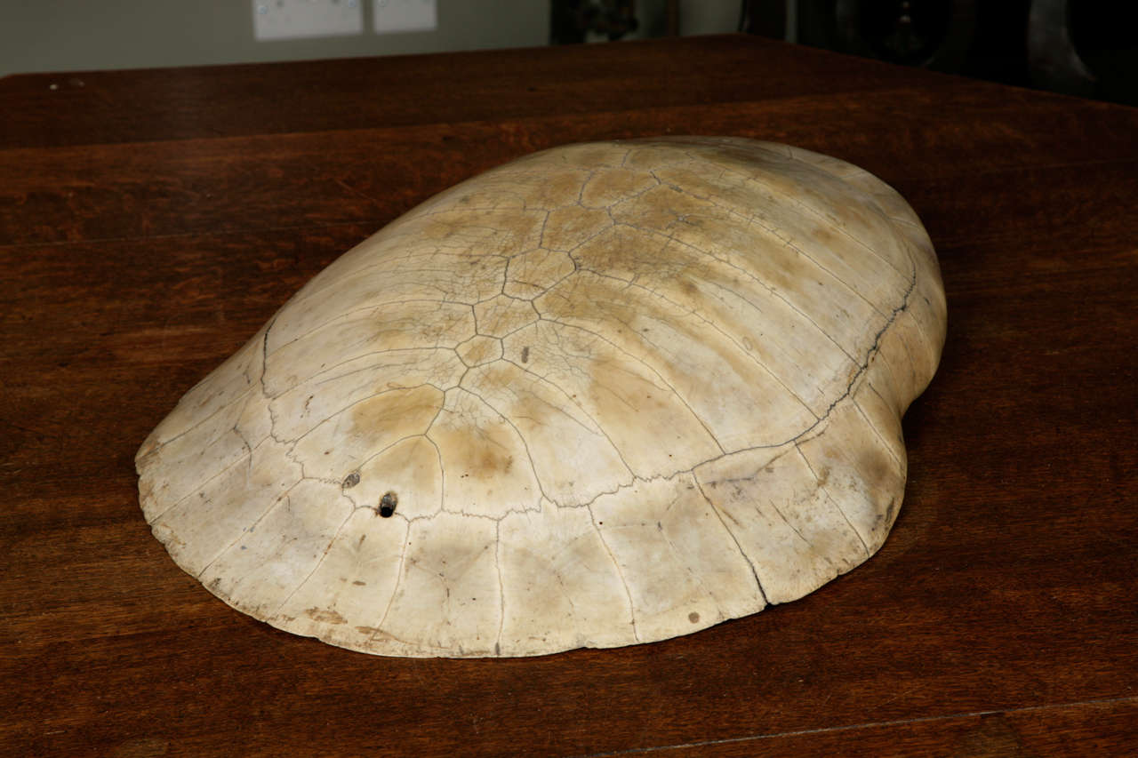 A 19th century polished blonde turtle shell
