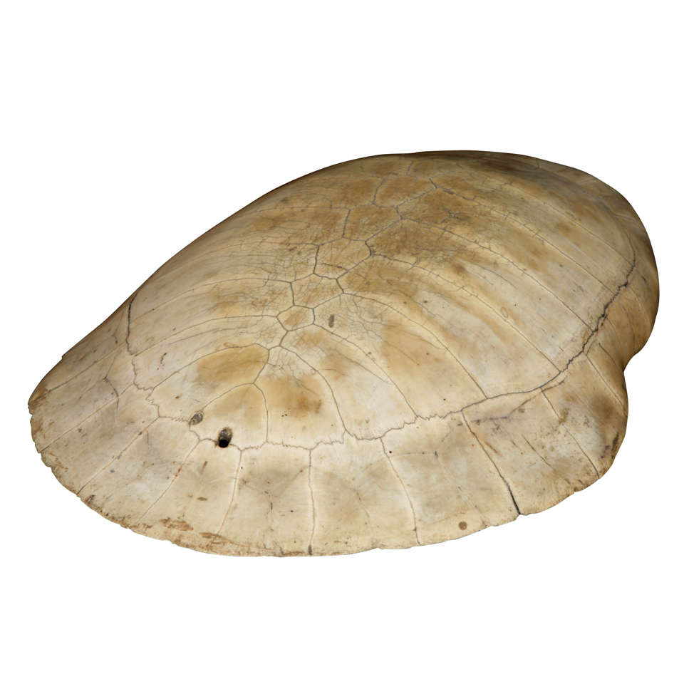 A 19th Century Polished Blonde Turtle Shell