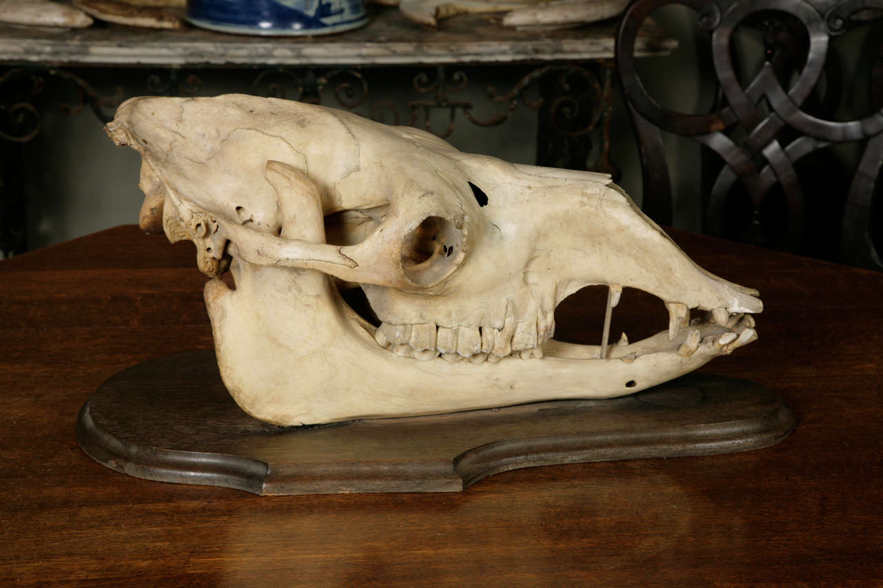 A Camel Skull