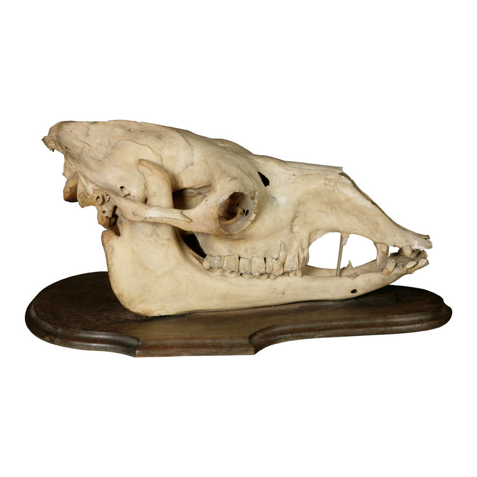 A Camel Skull
