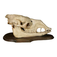 Antique A Camel Skull