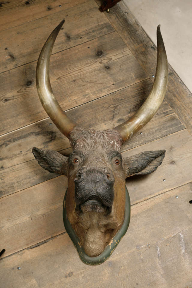 Mounted with a pair of 30 inch horns.