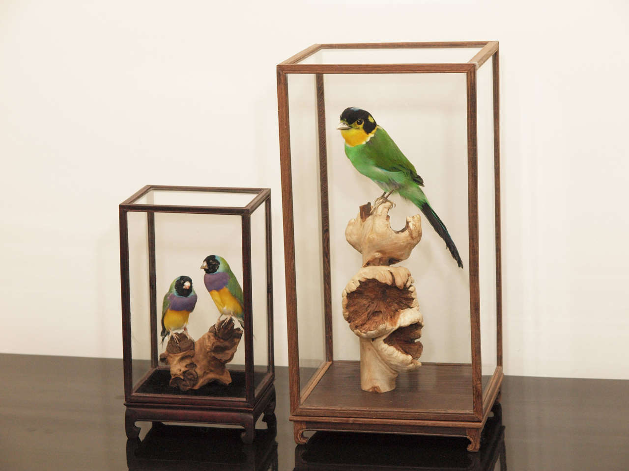 Two lovely taxidermy specimens by Anne Orlowska; one with two colorful finches; the other with a single bird; each mounted on custom wooden bases with glass case surround; contact dealer for measurements and prices of individual pieces