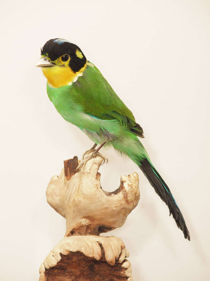 Taxidermy Birds by Anne Orlowska In Excellent Condition In New Orleans, LA