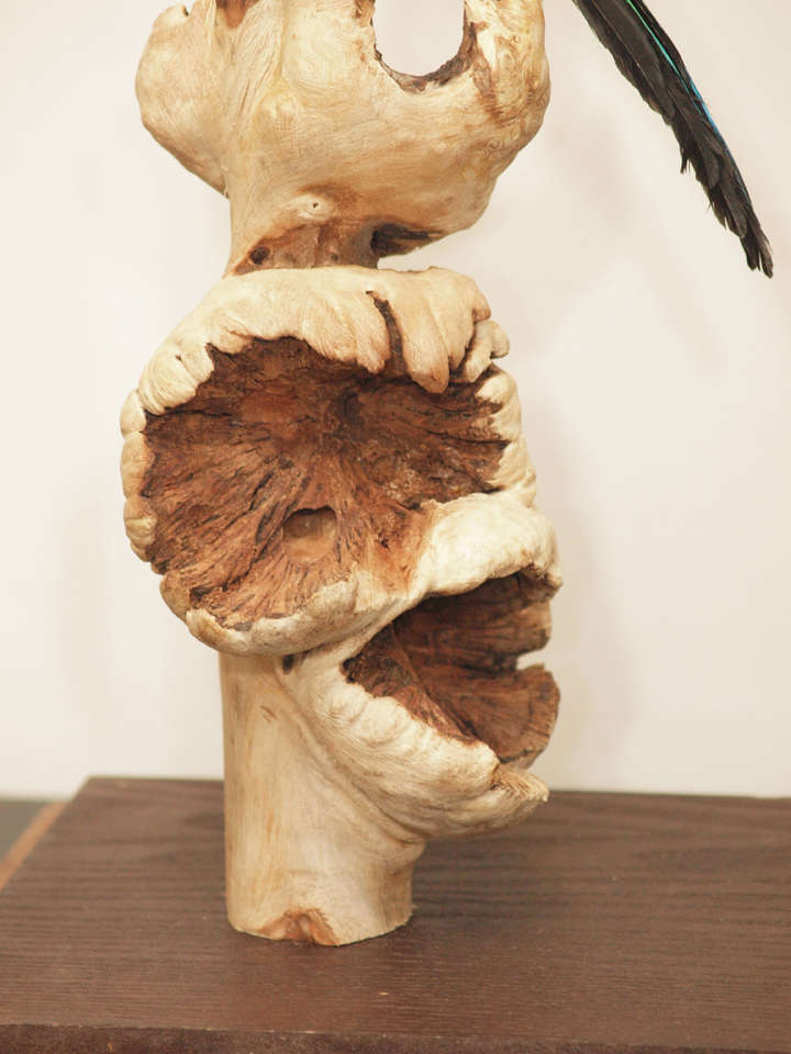 Contemporary Taxidermy Birds by Anne Orlowska