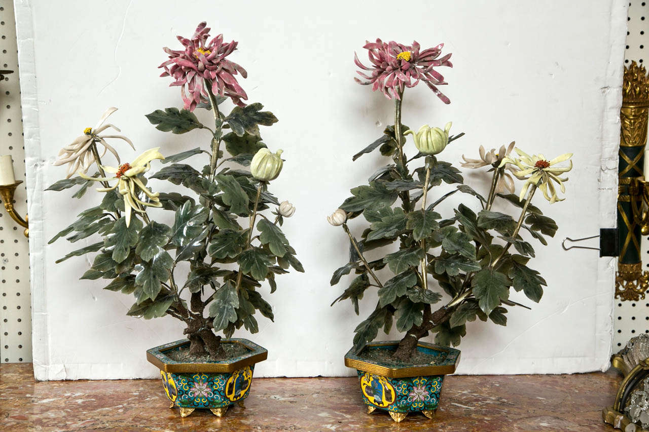 Pair of Jade Trees in  Cloissone Planters
