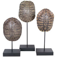 Grouping of Turtle Shells on Metal and Wood Stands