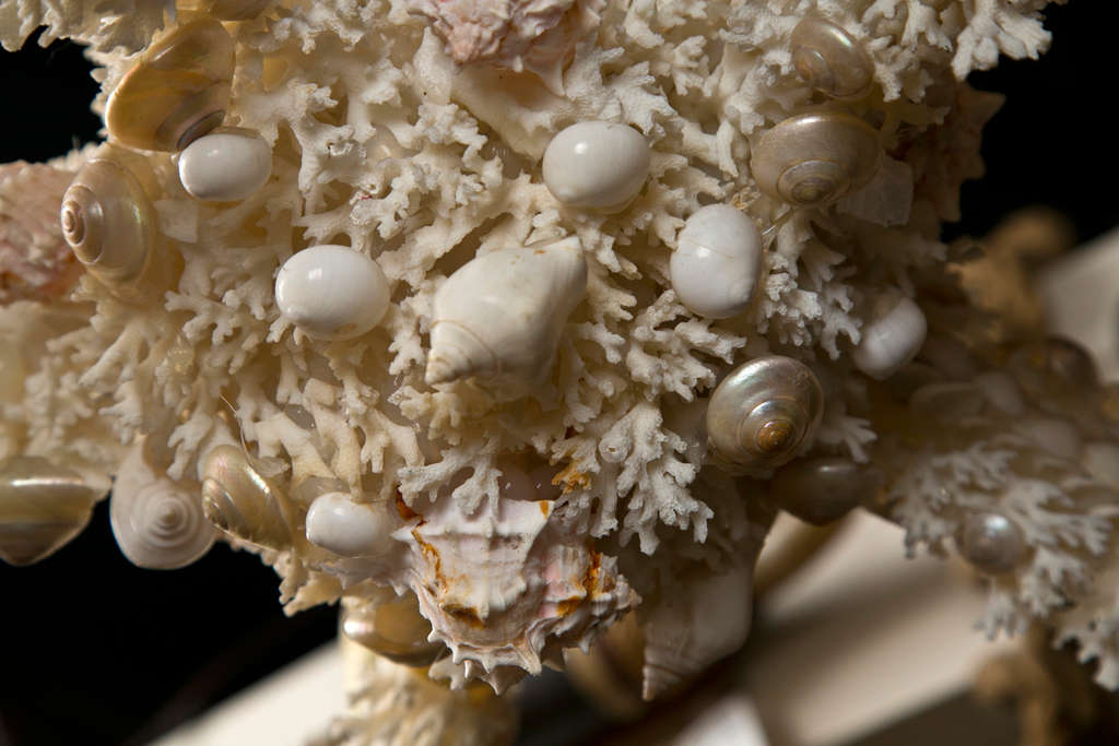 Baroque Coral Chandelier With Shells Attributed To Jensen For Sale