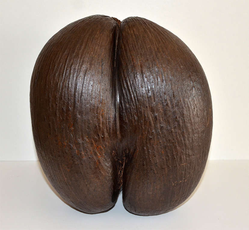 Unusual trilobed Coco de mer

Literature :
•  