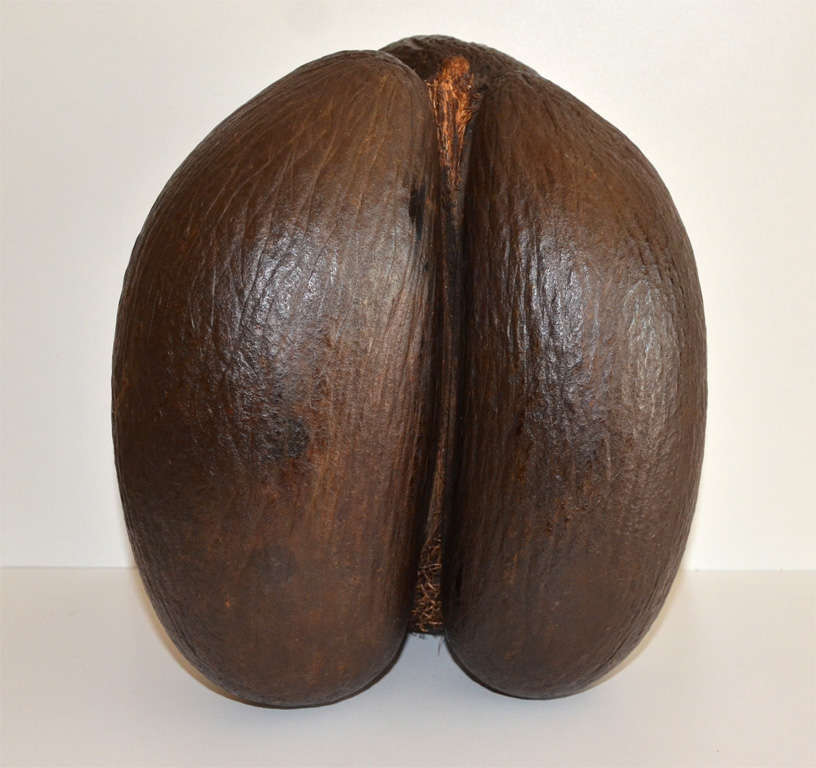 20th Century Unusual Trilobed Coco de Mer