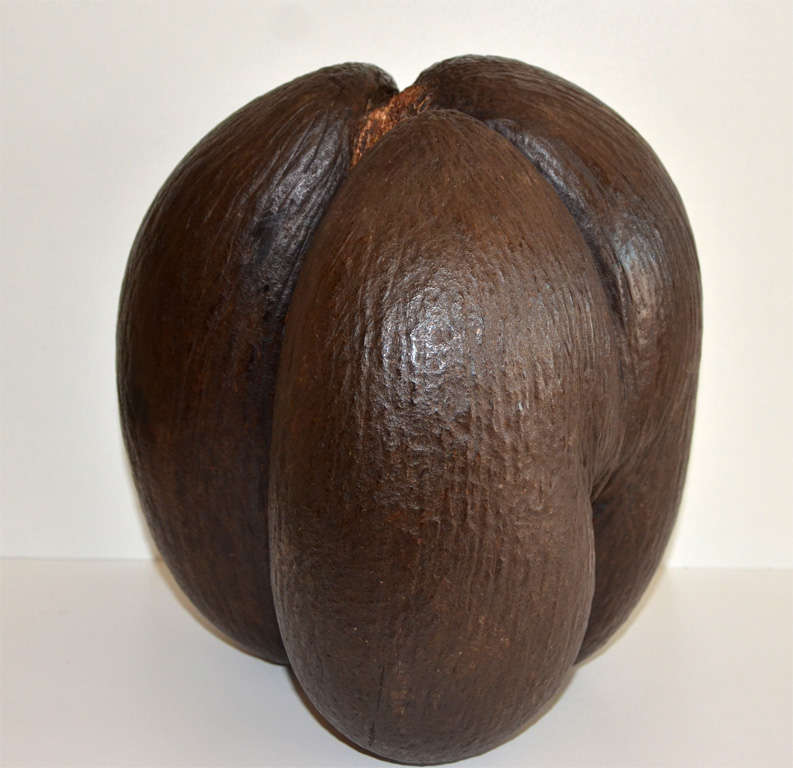 Unusual Trilobed Coco de Mer 1