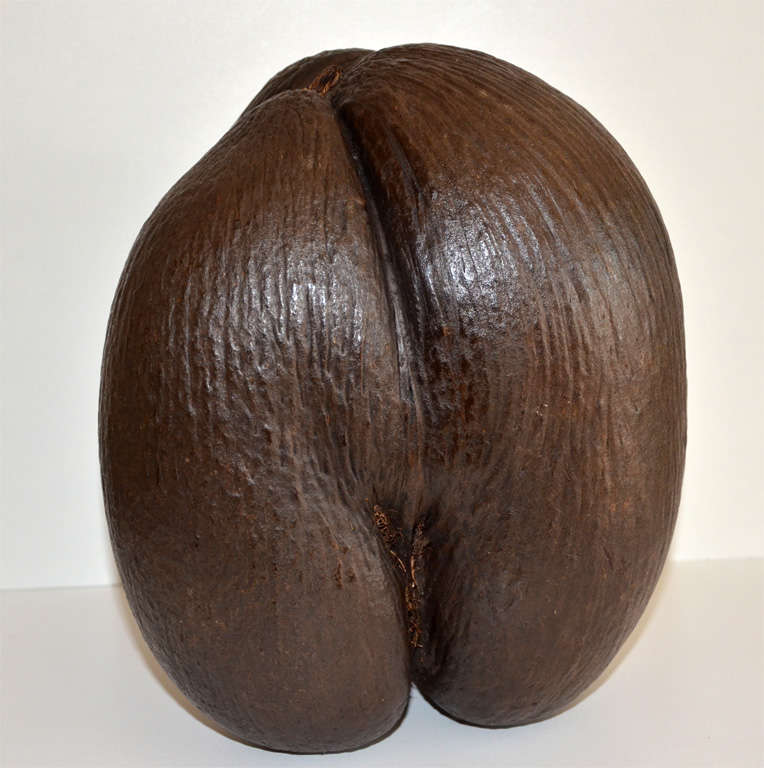 Unusual Trilobed Coco de Mer 2
