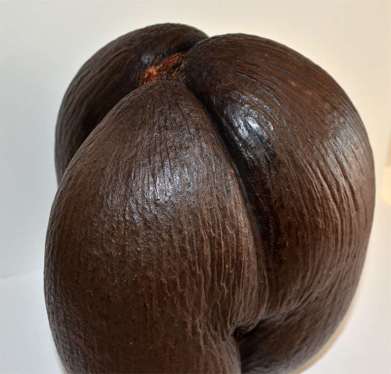 Unusual Trilobed Coco de Mer 3