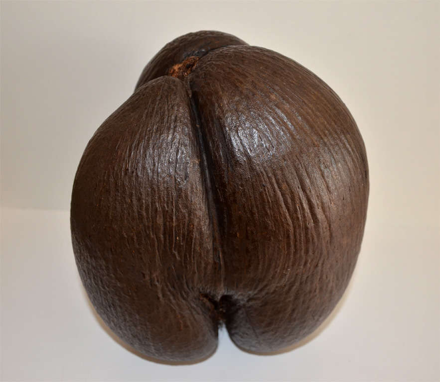 Unusual Trilobed Coco de Mer 4