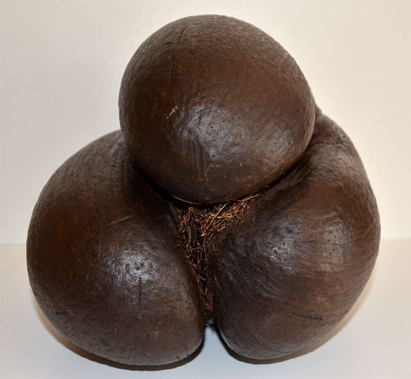 Unusual Trilobed Coco de Mer 5