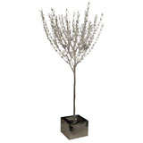 Large olive tree